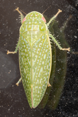 Rugosana