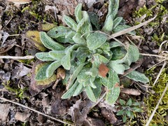 Stachys byzantina