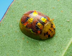 Paropsisterna gloriosa