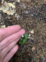 Lagenophora strangulata
