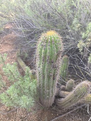 Trichocereus spachianus