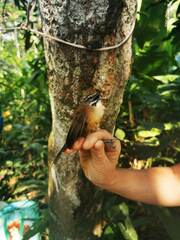 Pheugopedius genibarbis