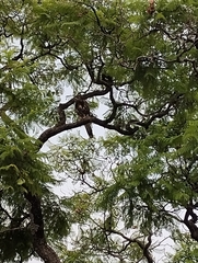 Parabuteo unicinctus