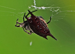 Gasteracantha mengei