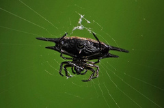 Gasteracantha mengei