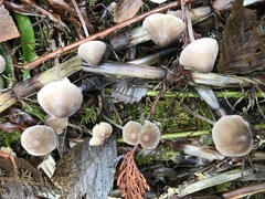 Mycena robusta