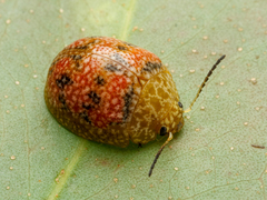 Paropsis obsoleta
