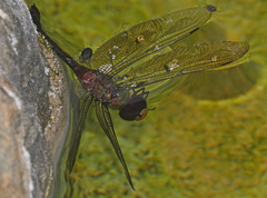 Anax panybeus