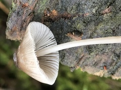 Mycena robusta