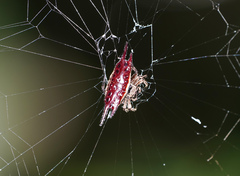 Gasteracantha mengei