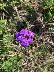 Verbena pulchella