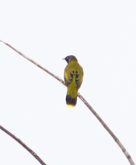 Brachypodius melanocephalos