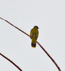 Brachypodius melanocephalos