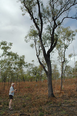 Eucalyptus cullenii