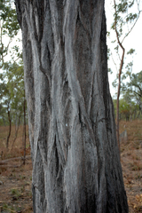 Eucalyptus cullenii