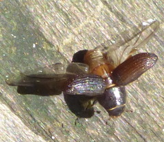 Dendroctonus terebrans