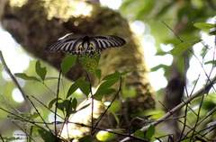 Troides minos