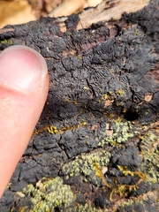 Glonium stellatum