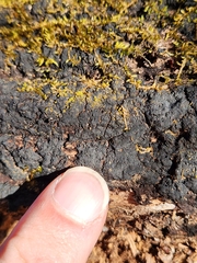 Glonium stellatum