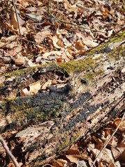 Glonium stellatum