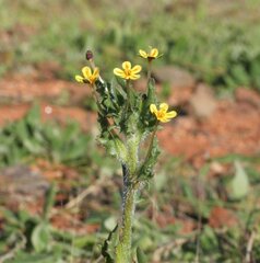 Zaluzianskya divaricata