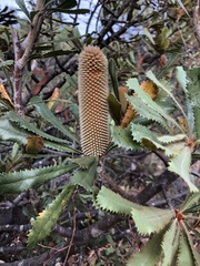 Banksia ornata