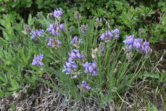 Oxytropis borealis viscida