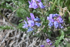 Oxytropis borealis viscida