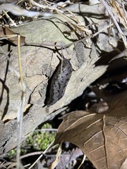 Megapallifera mutabilis