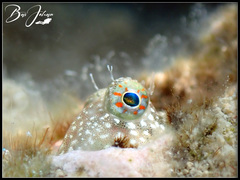 Salarias alboguttatus
