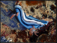 Chromodoris willani