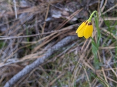 Fritillaria pudica
