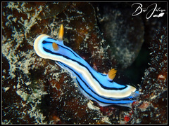 Chromodoris elisabethina