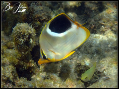 Chaetodon ephippium