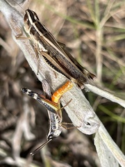 Macrotona australis