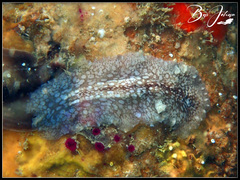 Pericelis