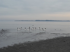 Cygnus melancoryphus