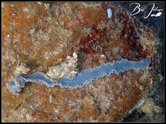 Cestoplana