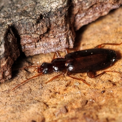 Dromius