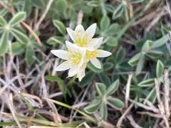 Nothoscordum bivalve