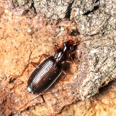 Dromius