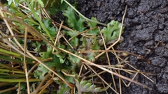 Marchantia polymorpha