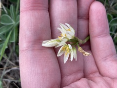 Nothoscordum bivalve