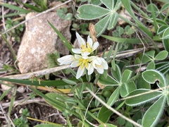 Nothoscordum bivalve