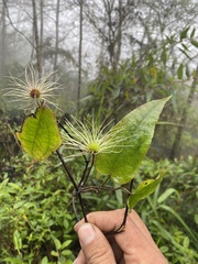 Clematis henryi