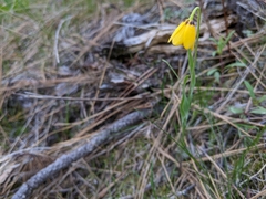 Fritillaria pudica