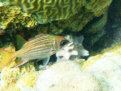 Neoniphon vexillarium