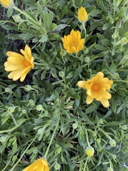 Glebionis coronaria