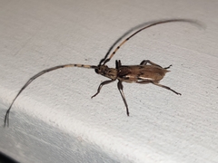 Didymocantha obliqua