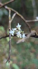 Dendrobium herbaceum